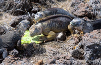 Land Iguanas (Conolophus subcristatus) (5) Fighting over a piece of fallen cactus.
