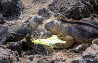 Land Iguanas (Conolophus subcristatus) (6)
