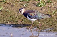 Lapwing (Vanellus vanellus)