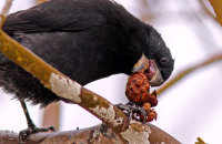 Large-Ground Finch (Geospiza magnirostris)