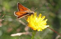 Large Skipper (Ochlodes sylvanus) 1