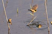 Large numbers of Common Chiffchaff (Phylloscopus collybita) hunting for insects in the reeds
