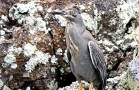 Lava Heron well disguised against the lava rocks (Butorides sundevalli)