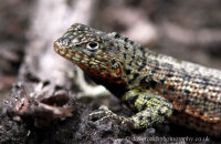 Lava Lizard (Microlophus spp.) (2)