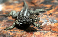 Lava Lizard (Microlophus spp.) (1)