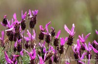 Lavender growing wild in the meadows
