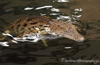 Nile Crocodile (Crocodylus niloticus) 1