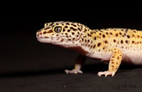 (i) Leopard Gecko (Eublepharis macularius)