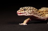 (iii) Leopard Gecko (Eublepharis macularius)