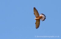 Lesser Kestrel (Falco naumanni) 1