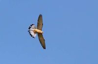 Lesser Kestrels (Falco naumanni) 2