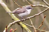 Lesser Whitethroat (Curruca curruca)