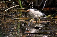 Little Bittern (Ixobrychus minutes) 1