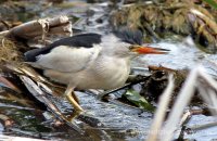 Little Bittern (Ixobrychus minutes) 3