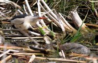Little Bittern and friend (Ixobrychus minutes) 2