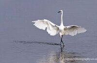 Little Egret (Egretta garzetta) 3. Egret ballet?