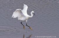 Little Egret fishing (Egretta garzetta) 2
