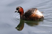 Little Grebe (Tachybaptus ruficollis) 1