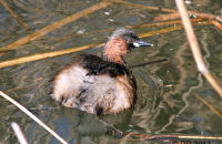 Little Grebe (Tachybaptus ruficollis) 2