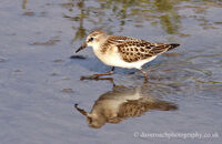 Little Stint (Calidris minuta) 1