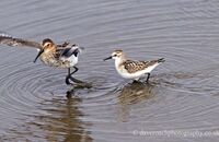Little Stint (Calidris minuta) 3. Chasing off a Dunlin (Calidris alpina)