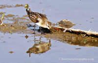 Little Stint  (Calidris minuta) 2. Foraging at Titchwell Marsh
