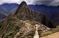 Llama and Machu Picchu