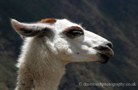 Llama in profile  (Lama glama)