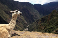 Llama's eye view of the valley below Machu Picchu