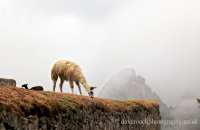 Llamas in the  mist