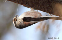 Long-tailed Tit gathering cobwebs (Aegithalos caudatus) 2.