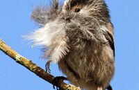 Long-tailed Tit gathering feathers (Aegithalos caudatus)