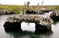 Los Tuneles, Isabela (3) Bridges formed from the remains of lava tubes, from ancient volcanic eruptions.