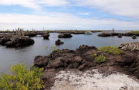 Los Tuneles, Isabela (1) Calm sheltered inlets with lava tunnels and bridges - a haven for marine wildlife.
