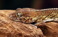 (i) Madagascan Ground Gecko (Paroedura pictus)