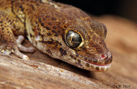 (ii) Madagascan Ground Gecko (Paroedura pictus)