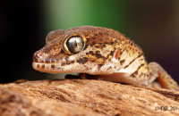 (iii) Madagascan Ground Gecko (Paroedura pictus)