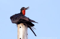 Magnificent Frigatebird on Puerto Villamil dock (Fregata magnificens) (1)