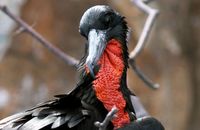 Magnificent Frigatebird preening (Fregata magnificens) (2)
