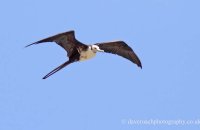 Magnificent Frigatebird (Fregata magnificens)