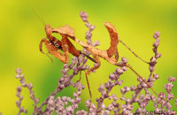 (i) Malaysian dead-leaf Mantis (Deroplatys Lobata)