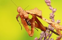 (ii) Malaysian dead-leaf Mantis (Deroplatys Lobata)