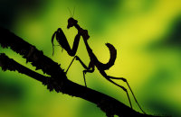 (iii) Malaysian dead-leaf Mantis in silhouette (Deroplatys Lobata)