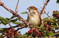 Male House Sparrow feeding on blackberries (Passer domesticus) 2