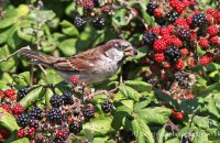 Male House Sparrow feeding on blackberries (Passer domesticus) 1