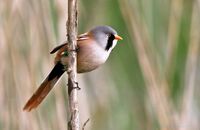 Bearded Reedling (Panurus biarmicus) 2