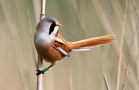 Bearded Reedling (Panurus biarmicus) 3