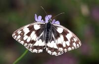 Marbled White (Melanargia galathea)