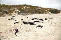 Marine Iguanas (Amblyrhynchus cristatus) on the beach at Tortuga Bay, Santa Cruz. Seen on an afternoon walk from Puerto Ayora.