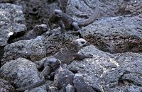 Marine Iguanas (Amblyrhynchus cristatus) (2)  Well camouflaged against the black lava rocks.